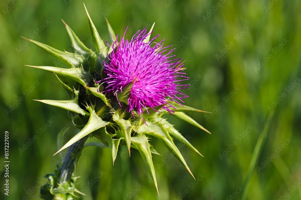 Blüte der Mariendistel Blüte der Mariendistel
