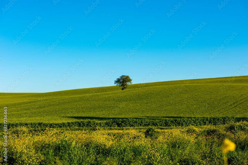 Fototapeta premium Lonely tree in nature. Tree in green fields wheat with blue sky.