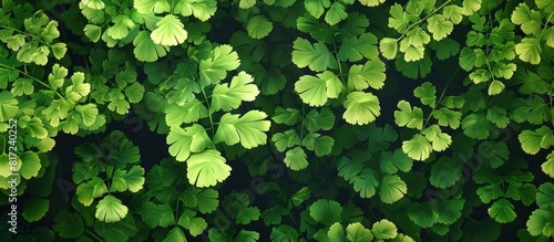 Delicate maidenhair fern with intricate lush foliage in style photo