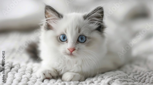 The Ragdoll cat breed is renowned for being a stunningly beautiful and utterly adorable baby animal especially when it s just a sweet little kitten