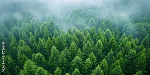 Top-down view of a dense pine forest shrouded in mist  emphasizing the beauty of nature