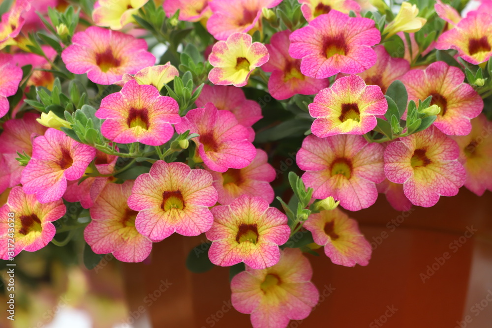 Mixed colors petunia flowers bloom in the garden. Close up. Mixed colors petunia flowers bloom in the garden. Close up.