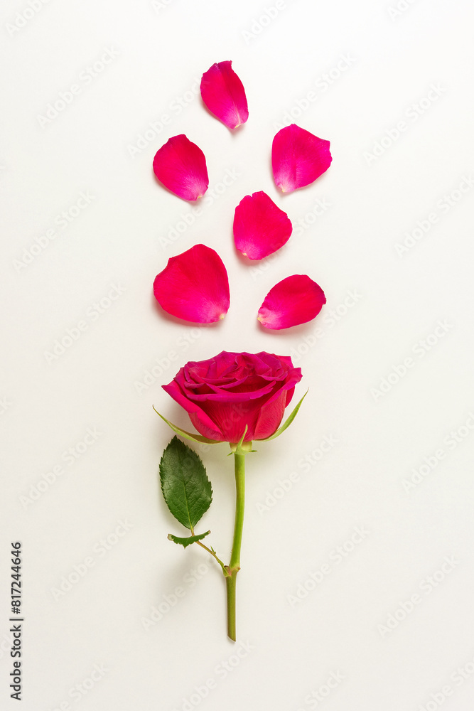Creative layout made with red rose and roses petals. Minimal nature background. Spring flower concept. Creative layout made with red rose and roses petals. Minimal nature background. Spring flower concept.