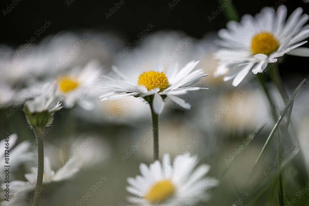 Pretty daisy flowers on a sunny spring day, with selective focus Pretty daisy flowers on a sunny spring day, with selective focus