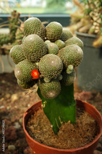 Exotic succulent rebutia aylostera heliosa photo