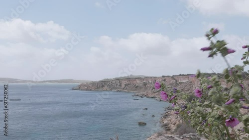 The rugged Mediterranean Cliffs at Mellieha Bay, Malta with pink flowers in the foreground. photo