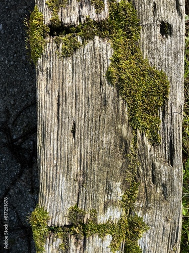 tree bark texture