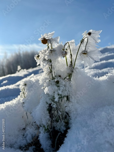 frost