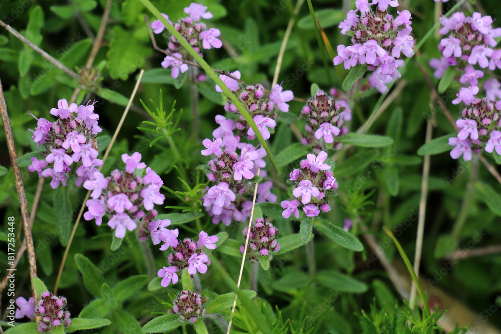 Thyme (Thymus serpyllum) blooms in nature Thyme (Thymus serpyllum) blooms in nature