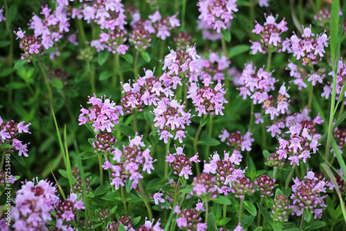 Obraz na plátně Thyme (Thymus serpyllum) blooms in nature