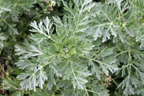 Bitter wormwood (Artemisia absinthium) bush grows in nature