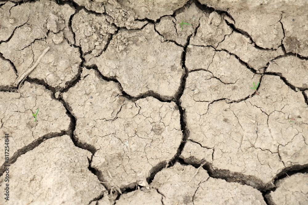 Fototapeta premium Cracked ground due to heat