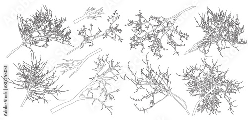 Set of bare branches trees. Silhouettes of autumn different branches trees. Vector illustration.