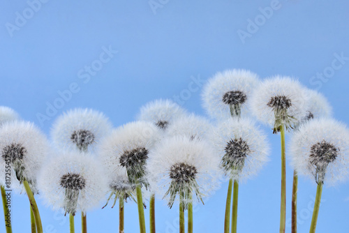Dandelion Puffs Against Blue Sky © vetre