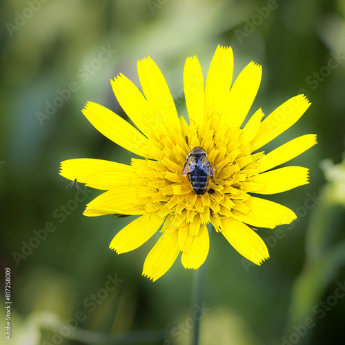 Blüte desWwiesen-Bocksbart (Tragopogon pratensis) mit Honigbiene (apis mellifica) und einer kleinen Fliege photo