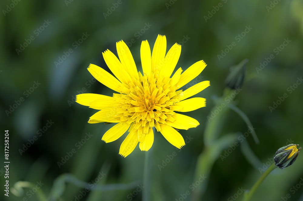 Blüte desWwiesen-Bocksbart (Tragopogon pratensis) Blüte desWwiesen-Bocksbart (Tragopogon pratensis)