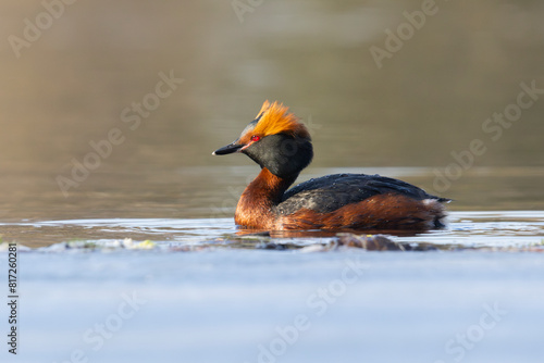 A horned grebe (Podiceps auritus), also known as slavonian grebe