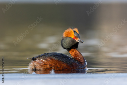 A horned grebe (Podiceps auritus), also known as slavonian grebe