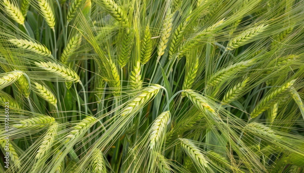 Barley, as seen from on top Barley, as seen from on top