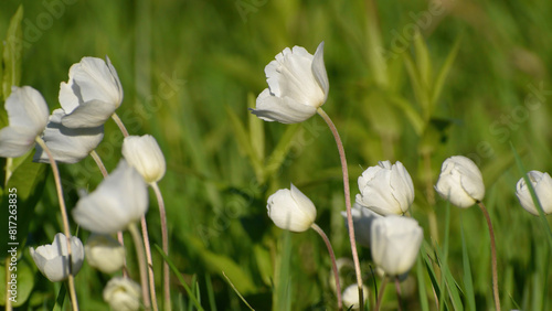 white wind flower  anemone in the spring in the field