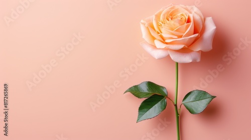  A solitary peach-colored rose blooms against a pink backdrop  its verdant leaves contrasting subtly Text space available