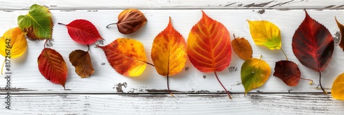 A straight row of colorful autumn leaves laid out on a rustic white wooden background  symbolizing the fall season