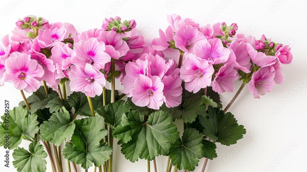  A collection of pink blooms arranged together against a white backdrop, their verdant green leaves resting atop