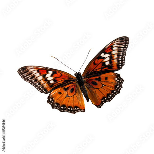 Graceful Butterfly in Side View Isolated on Transparent Background