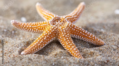  A tight shot of a starfish on a sandy beach  its back dotted with water droplets Background softly blurred