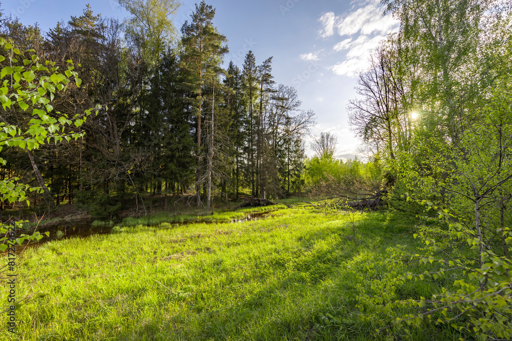 Peace of mind with nature. Spring evening landscape in backlight. , calm soft sunlight on young green grass Peace of mind with nature. Spring evening landscape in backlight. , calm soft sunlight on young green grass