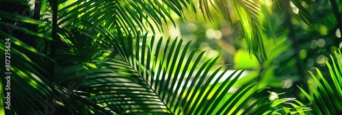 Green Tropical Leaves. Close-Up of Lush Palm Leaves in Sunlight  Nature Banner Concept