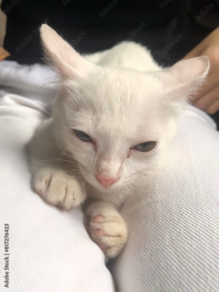 cat, animal, kitten, pet, white, domestic, feline, fur, mammal, baby, pets, cute, kitty, isolated, adorable, young, portrait, fluffy, eyes, furry, animals, beautiful, small, cats, funny cat, animal, kitten, pet, white, domestic, feline, fur, mammal, baby, pets, cute, kitty, isolated, adorable, young, portrait, fluffy, eyes, furry, animals, beautiful, small, cats, funny