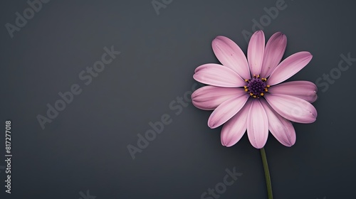 Pink Flower on Dark Background Minimalist Botanical Photography