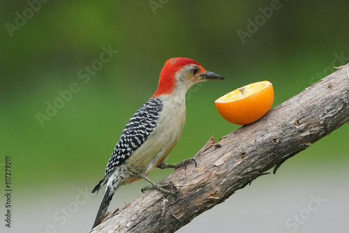 Red Bellied Woodpecker eating orange slices and then flying away