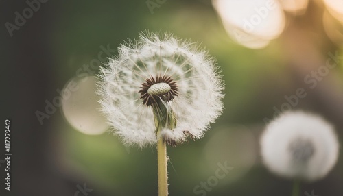 close up of dandelion with blurry background