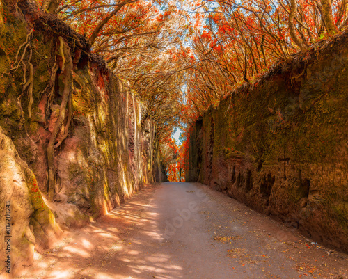 Obraz na płótnie Explore the serene Camino Viejo al Pico del Ingles in Tenerife. A sunlit, tree-lined path perfect for peaceful walks and nature photography. w salonie