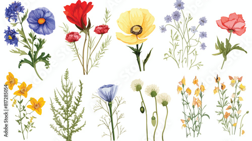 Set of wild field flowers - poppy chamomile cornflo
