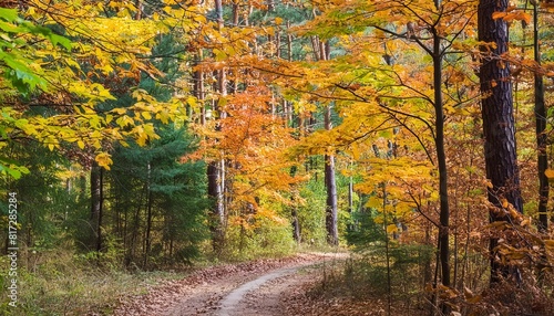 colorful trees and rural road in deep autumn forest natural background © Josue