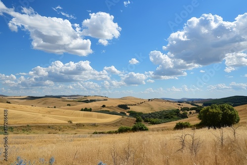 Scenic summer view of golden fields under a blue sky with fluffy clouds