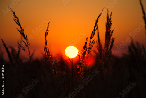 Sun at sunset against background of plants on field
