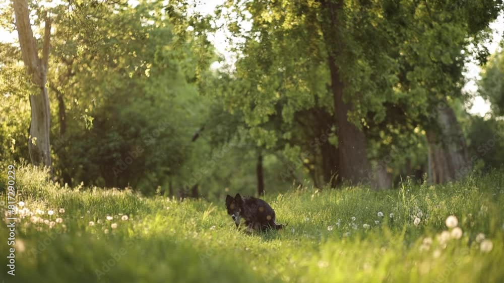 border collie dog walking towards the camera on a grassy field in the spring in a park in slow motion border collie dog walking towards the camera on a grassy field in the spring in a park in slow motion