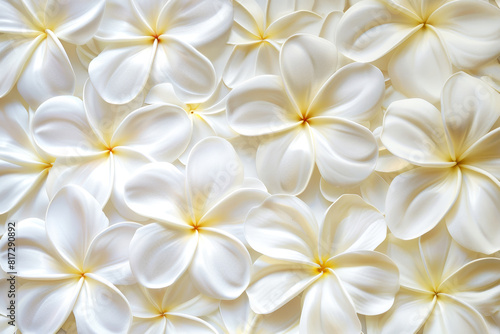 Background top view white frangipani flowers. Postcard birthday, womans, mothers holiday, wedding invitation, event banner, flat lay style. Summertime floral texture close up, copy space.