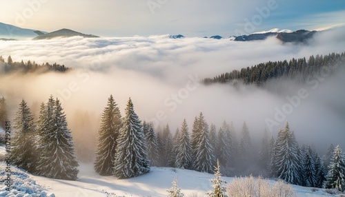 spruce trees among the morning fog in winter beautiful nature in cold season moody dramatic weather © Wayne