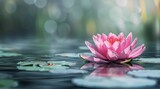 Pink Lotus Flower Floating in Water