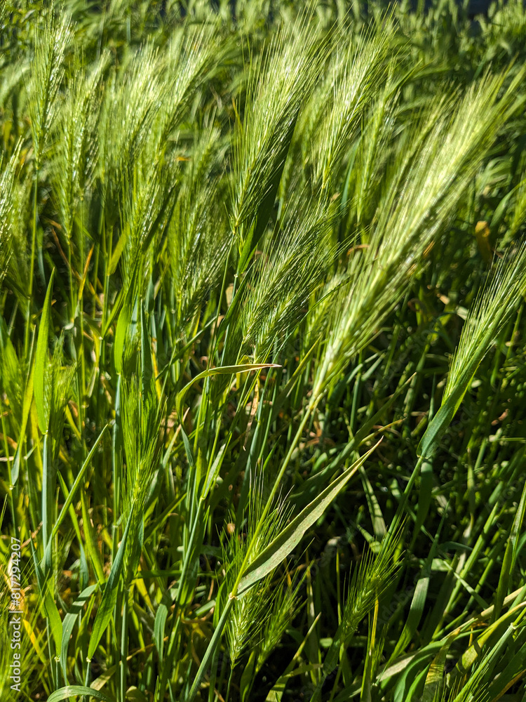Green grass in the light of the sun Green grass in the light of the sun