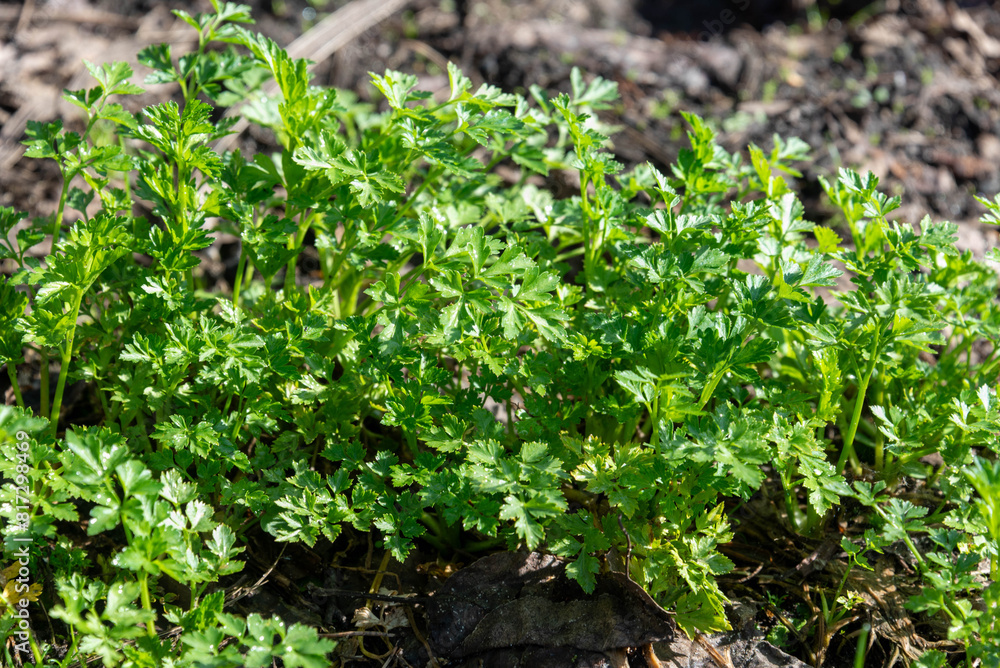Parsley sprouts with green leaves in the bright spring sunshine. Parsley sprouts with green leaves in the bright spring sunshine.