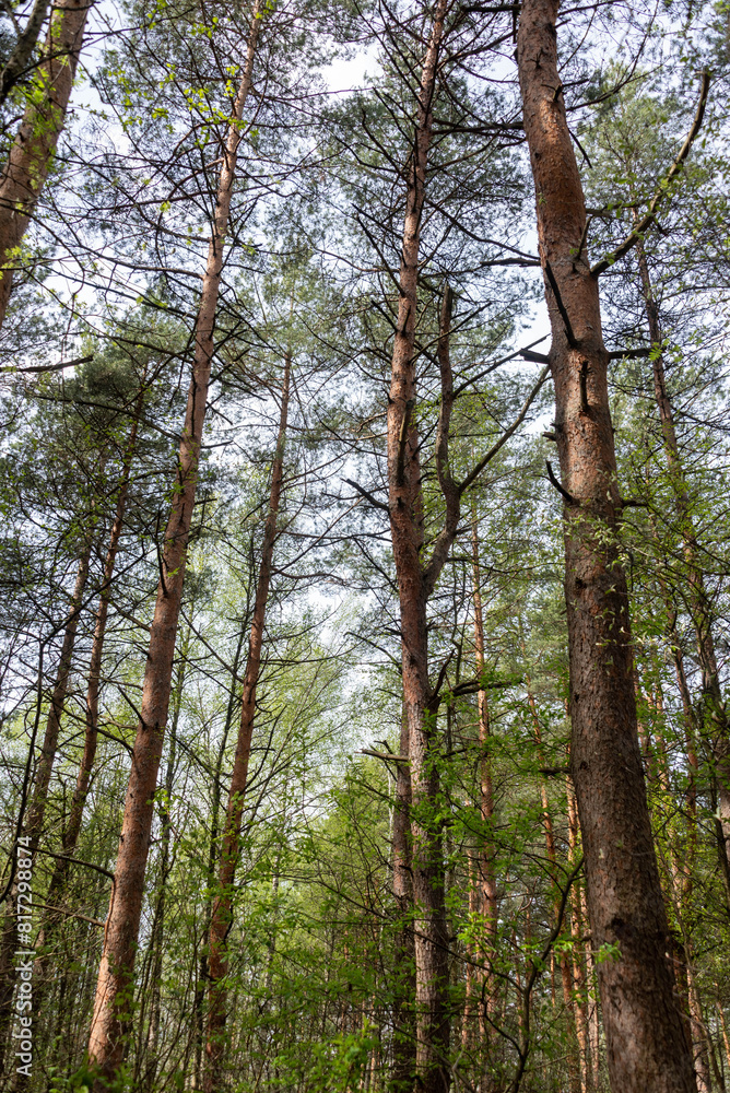 Tall pines in a spring pine forest against a blue sky. Tall pines in a spring pine forest against a blue sky.