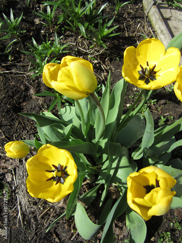 Flower garden with yellow tulips blooming in spring. © svdolgov