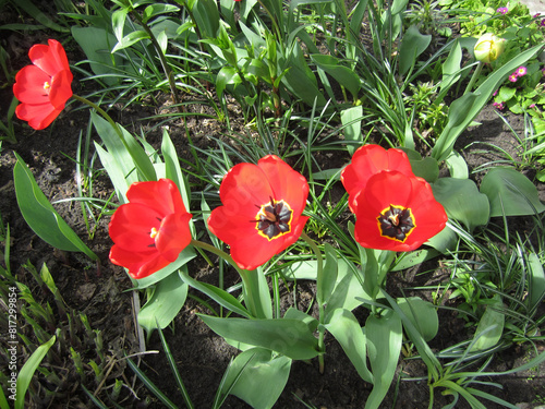 Red tulips blooming in early spring in bright sunshine. © svdolgov