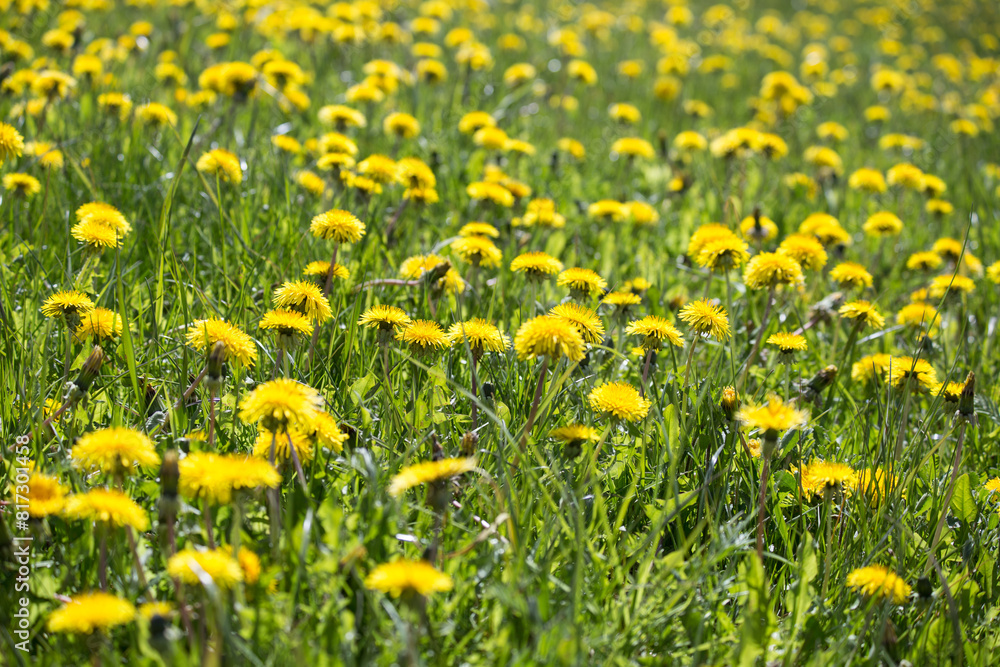 Yellow dandelions on the field. Yellow dandelions on the field.